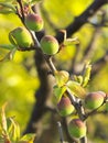 Closeup of Ume fruit or Japanese apricot Royalty Free Stock Photo