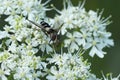 Closeup on an uncommon Dark-saddled Leucozona laternaria hoverfly on a white flower in the Austrian alps Royalty Free Stock Photo