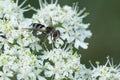 Closeup on an uncommon Dark-saddled Leucozona laternaria hoverfly on a white flower in the Austrian alps Royalty Free Stock Photo
