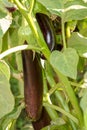 Closeup of an Uncultivated tiny raw aubergine growing on the field