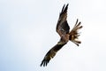 Closeup undershoot of a flying eagle with the blue and cloudy  sky in the background Royalty Free Stock Photo