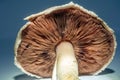 Closeup of an underside of a mushroom cap on a blue background