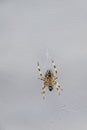 Closeup of underside of a spider in a web against a gray background