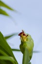 Looking Up At Ginger Plant Flower Royalty Free Stock Photo