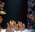 Underwater aquarium scene with Coral Reef and Sea Fish Royalty Free Stock Photo