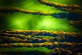 Closeup of underwater ropelike plant Royalty Free Stock Photo