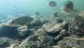 Closeup underwater school of fish in fresh river water.