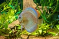 Closeup underwater shot of beautiful The Brown Discus fish Royalty Free Stock Photo