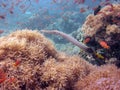Closeup underwater shot of a long striped squid swimming amongst corals and red fish