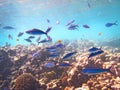 Closeup underwater shot of a school of blue zebrafish swimming near a coral reef Royalty Free Stock Photo