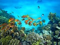 Closeup underwater shot of a school of red fish swimming near a coral reef Royalty Free Stock Photo