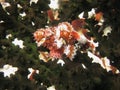 Closeup underwater shot of a spiky red and white fish swimming near green corals