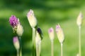 Closeup of unexpanded garlic flower buds dew drops Royalty Free Stock Photo