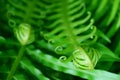 Closeup Unfolding Young Fern Leaf with Selective Focus