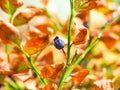 Water deprived blueberry plant