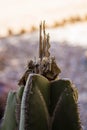 Closeup of a Unique Cactus Top