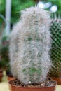 Closeupp of furry cactus in pot. Royalty Free Stock Photo