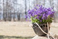 Beautiful spring closeup of unique handmade planter of black pottery with beautiful Bellflowers in spring sunlight Royalty Free Stock Photo