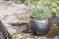 Beautiful closeup of unique handmade planter of black pottery with succulent in summer morning sunlight Royalty Free Stock Photo