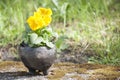 Beautiful closeup of three unique planter of black pottery with yellow flower in summer morning sunlight Royalty Free Stock Photo