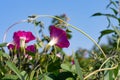 Closeup of unique and magnificent purple ipomoea flowers