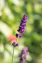 Closeup of a unique and magnificent purple lavandula flower with other plants in the background