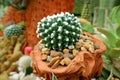 Unique Potted Mammillaria Bucareliensis cv Erusamu Cactus