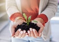 Closeup of unknown mixed race businesswoman holding a seedling in soil in hands. Hispanic professional standing alone