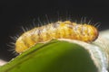 Closeup with an unknown moth caterpillar Royalty Free Stock Photo