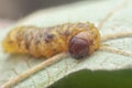 Closeup with an unknown moth caterpillar Royalty Free Stock Photo