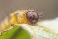 Closeup with an unknown moth caterpillar Royalty Free Stock Photo