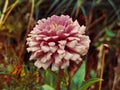 Closeup of unkonwn autumn flower