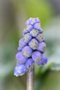 Closeup on the unopened blue flowers of the grape hyacinth, Muscari botryoides Royalty Free Stock Photo