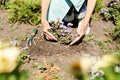 Woman Planting Flowers in Garden Close up Royalty Free Stock Photo