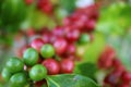 Closeup Unripe Coffee Cherries with Blurry Bunch of the Ripening in Background