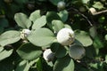 Closeup of unripe fruit of quince in September