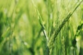 Closeup of unripe green barley ear in cultivated field Royalty Free Stock Photo