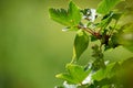 Closeup of unripe green currants on leafy branch against green blurry background in nature. Red or black berries growing