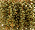 Closeup of  Unripe green Dates Royalty Free Stock Photo
