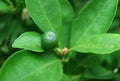 Closeup an Unripe Tiny Lime Fruit Growing on Its Tree