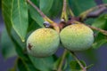 Closeup of unripe walnuts Royalty Free Stock Photo