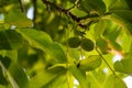 Closeup of unripe walnuts on a tree branch in a field under the sunlight at daytime Royalty Free Stock Photo
