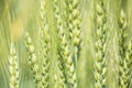 Closeup unripe wheat ears