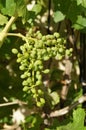 Closeup of unripened grapes