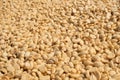 Closeup unroasted green coffee beans natural