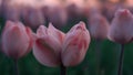 Closeup unusual flower growing in tulip field. Macro shot pink flower in garden. Royalty Free Stock Photo