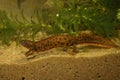 Closeup on an unusual orange color morph of a female Danube newt, Triturus dobrogicus Royalty Free Stock Photo