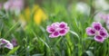 closeup up on beautiful pink flowers of carnation-dianthus chinensis- Royalty Free Stock Photo