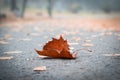 Closeup up of brown dead leaf on park alley in autumn Royalty Free Stock Photo