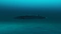 Closeup up of A beautiful Rorqual whale swimming in ocean water,3D render Royalty Free Stock Photo